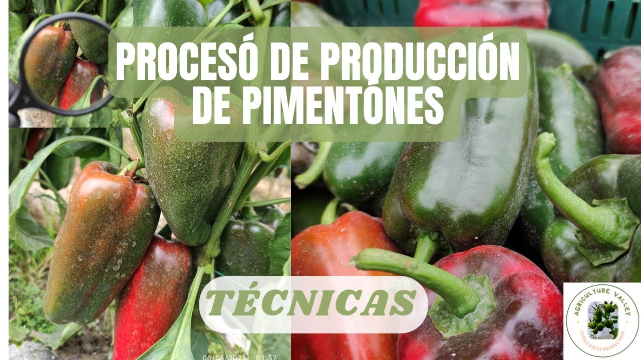 CULTIVO DE PIMENTÓNES A CAMPO ABIERTO - (Nutrición) Valle Del Cauca