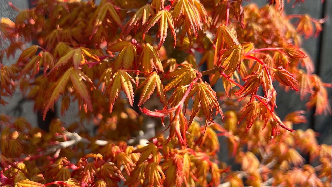 Styling a Katsura Bonsai Maple at spring (Part 1)