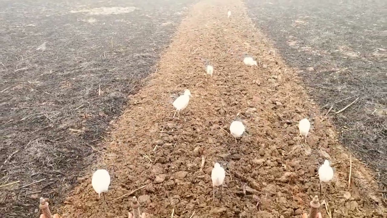 खेत की जुताई करी रोटावेटर से 