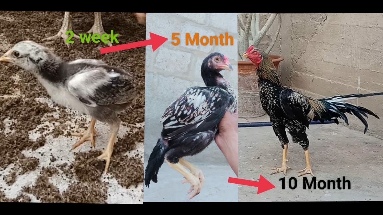 Aseel Rooster Growing 1Week To 10 Month Old || Beautiful Pakistani Rooster