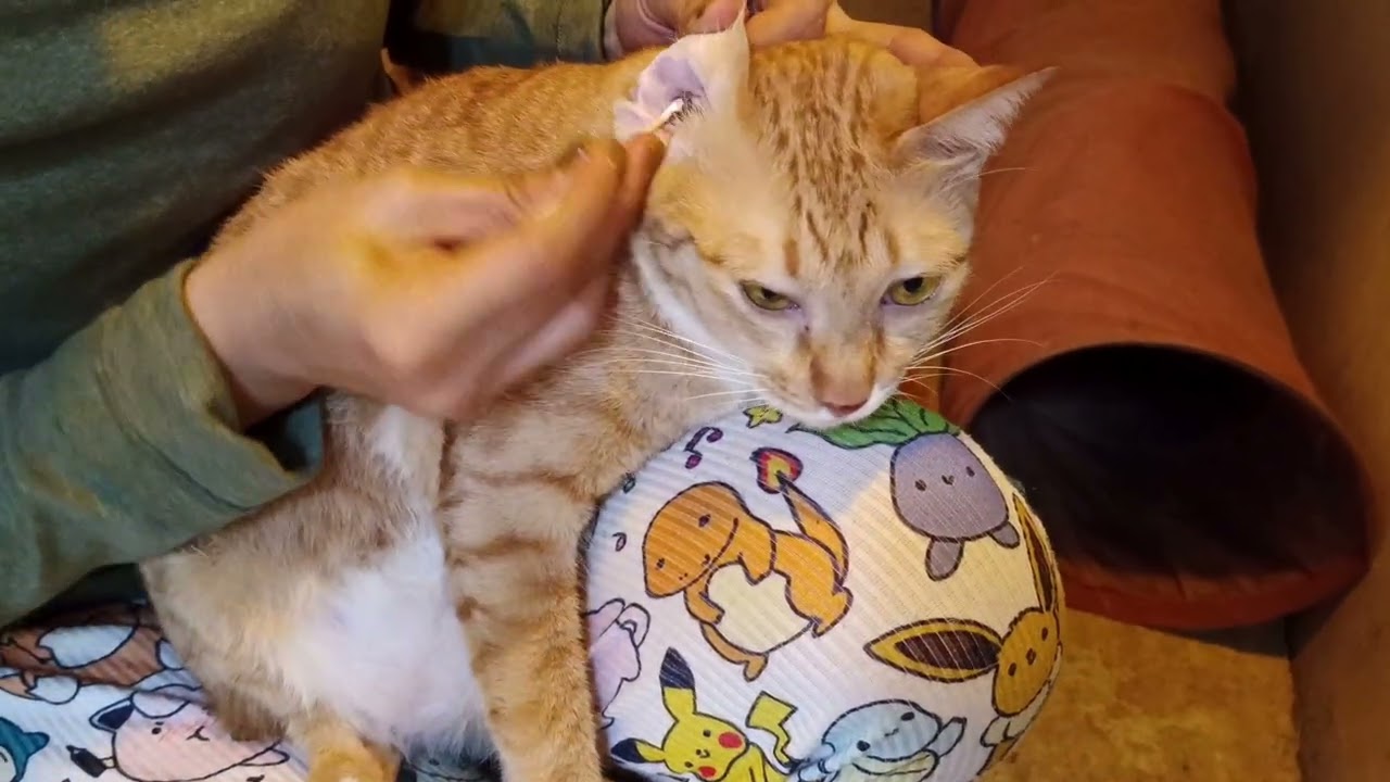 Cat Ears Cleaning video Compilation 2025 | Best of Meow Family