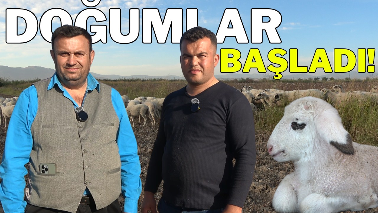 Karya Koyunları Kuzulamaya Başladı | Özel Doğum Görüntüleri