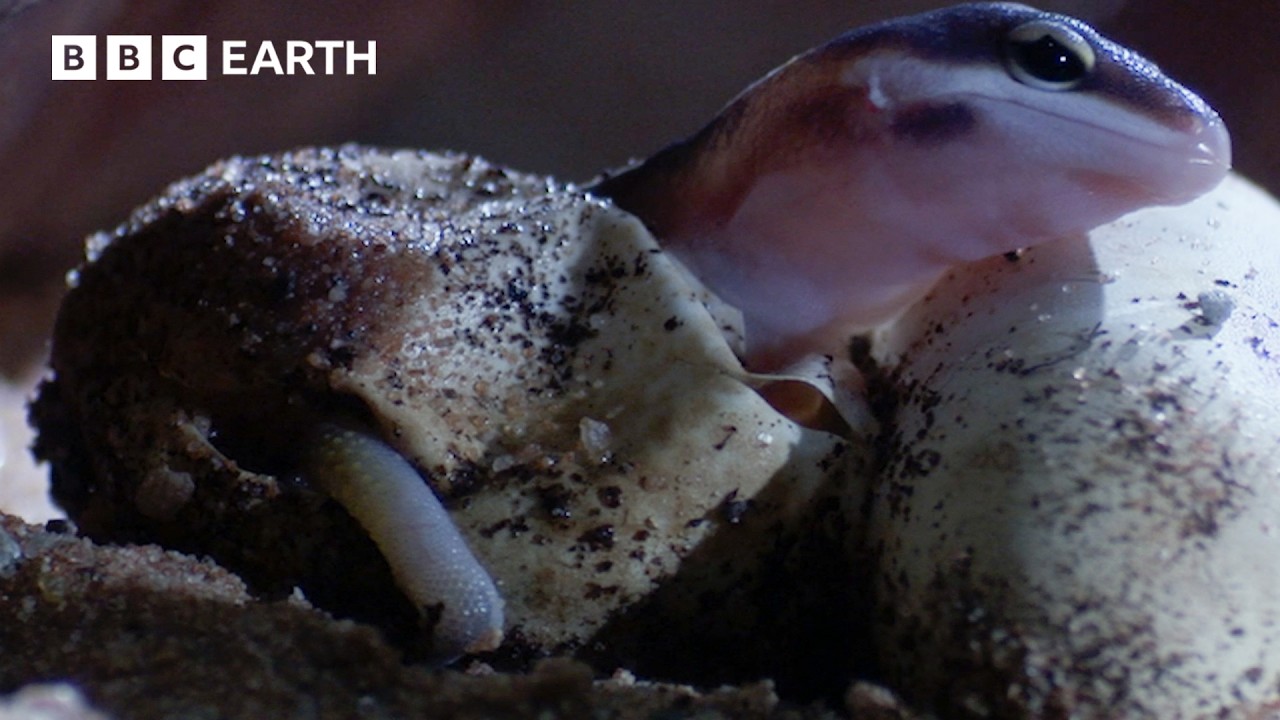 The Reptile Whose Sex is Determined by Temperature | Life in Cold Blood | BBC Earth