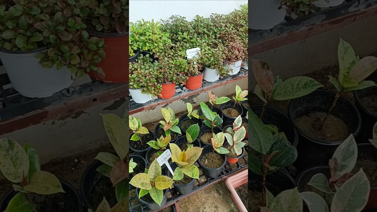 Rubber plant | #nature #plantnursery #comment #buynow #like #supportchannel
