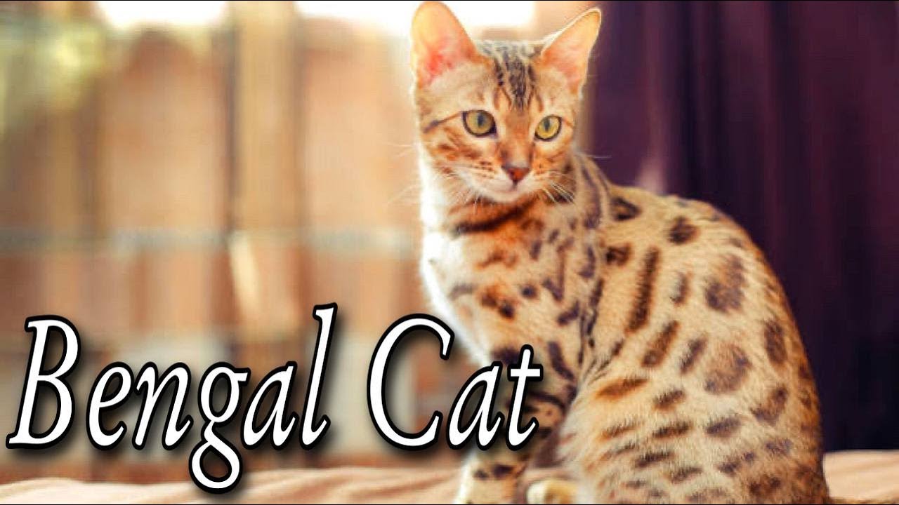 Bengal Cat Personality - How to Bengal Proof Your Home .A Bengal cat What We Know So Far. Animals
