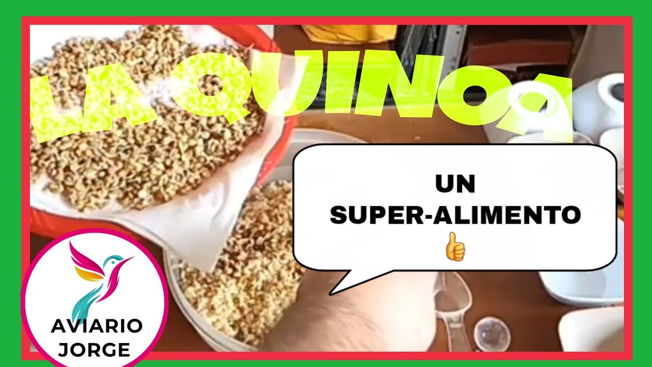 COMO HACER Y PREPARAR LA QUINOA PARA LAS AVES, PROPIEDADES, QUE APORTA A LOS  PAJAROS Y CANARIOS✌️