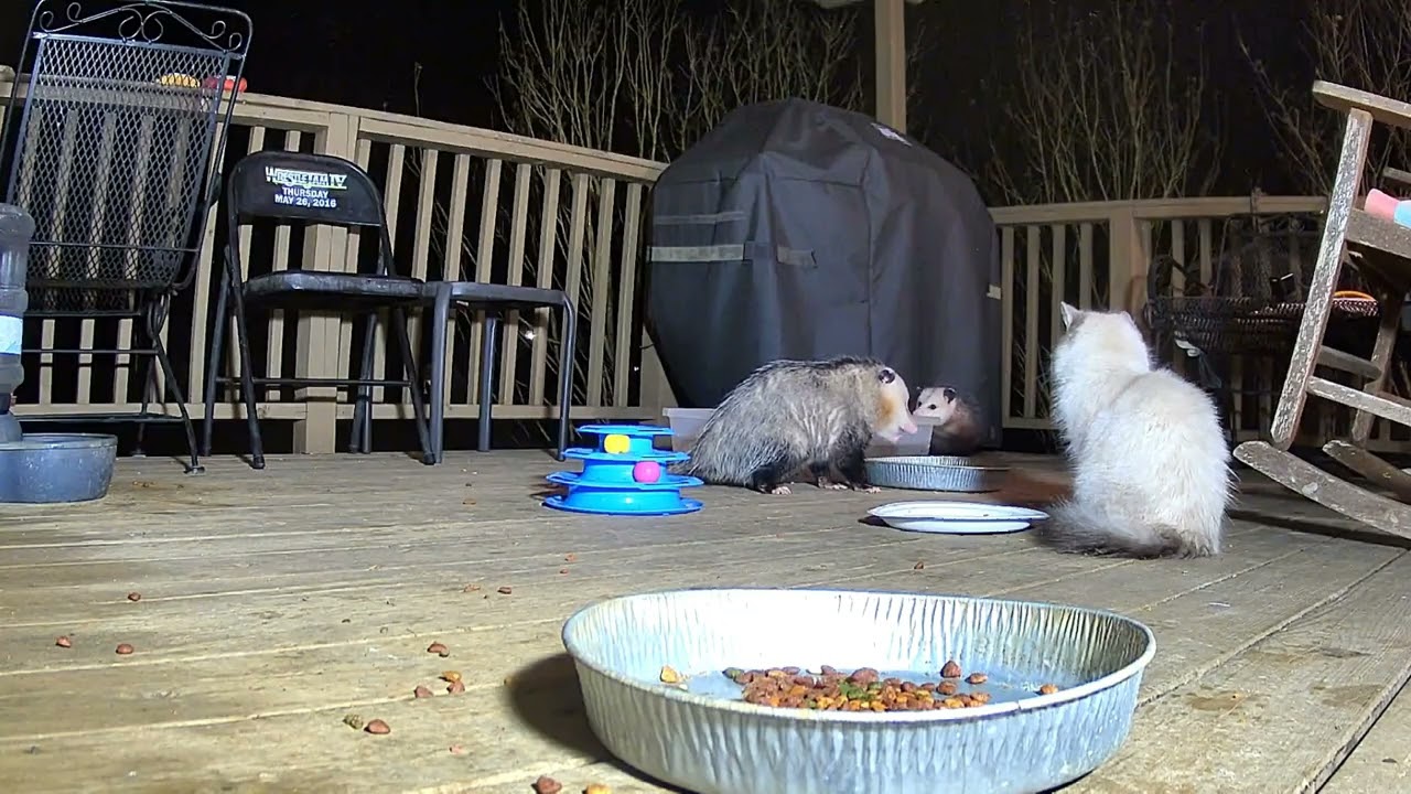 Straycat (who ate the Cat Food) 2 opossums?????? 🐈🐱🦥🦥@crittertime308 #opossum #cat #wildlife #fyp 