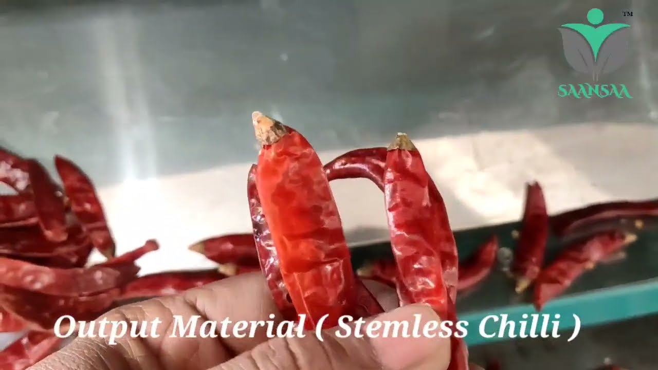 Chilli Stem Cutting Machine 2024 | SS contact Parts Machine  #chillistemcutting