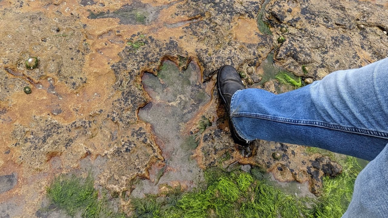Dinosaur footprint in Scotland, Kildonan beach walk - Isle of Arran