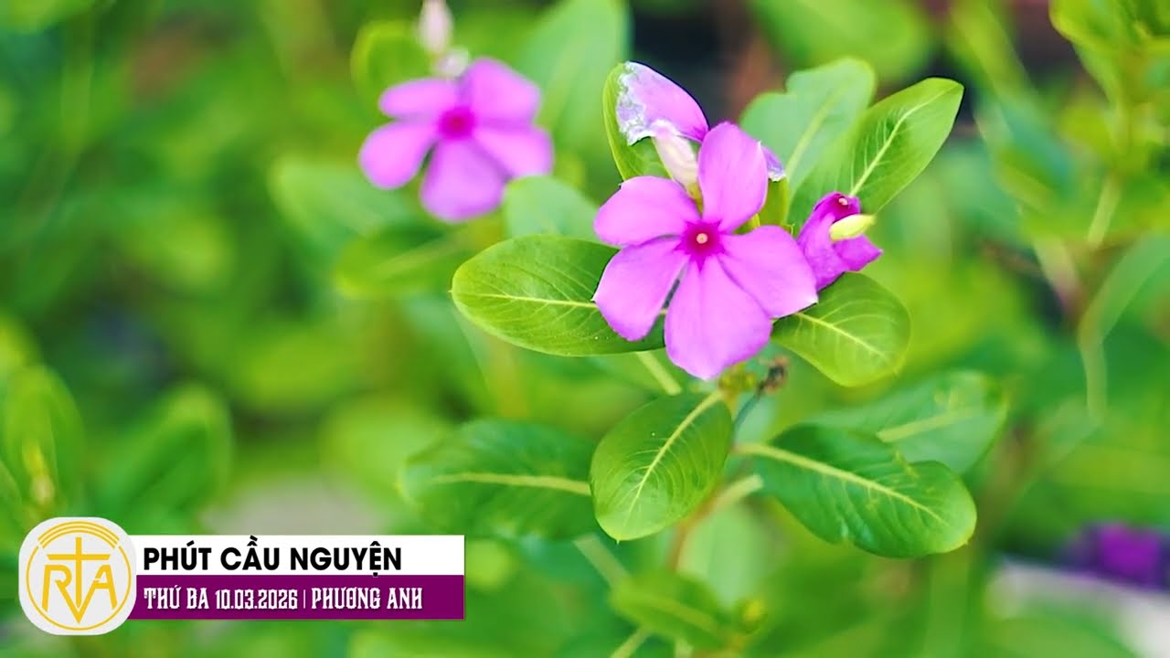 Phút Cầu Nguyện, Thứ Ba 10/03/2026:  Làm việc thiện