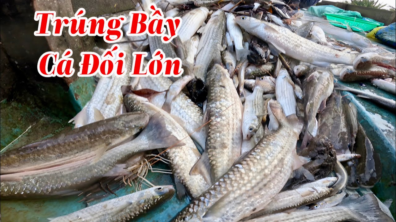 Quá Khủng Bầy Cá Đối Lớn| Chuyến Đánh Bắt Bội Thu Sau Nhiều Ngày Nghỉ|| TCNTV #631