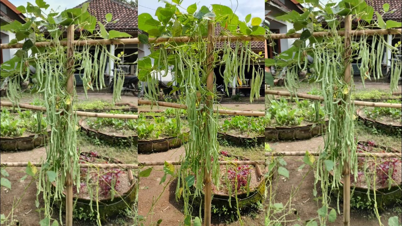 cara menanam buncis || how to grow bean
