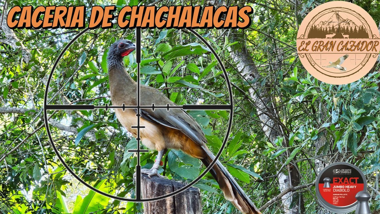 CACERIA DE CHACHALACAS O PAVAS DE MONTE - CON RIFLE DE AIRE PCP
