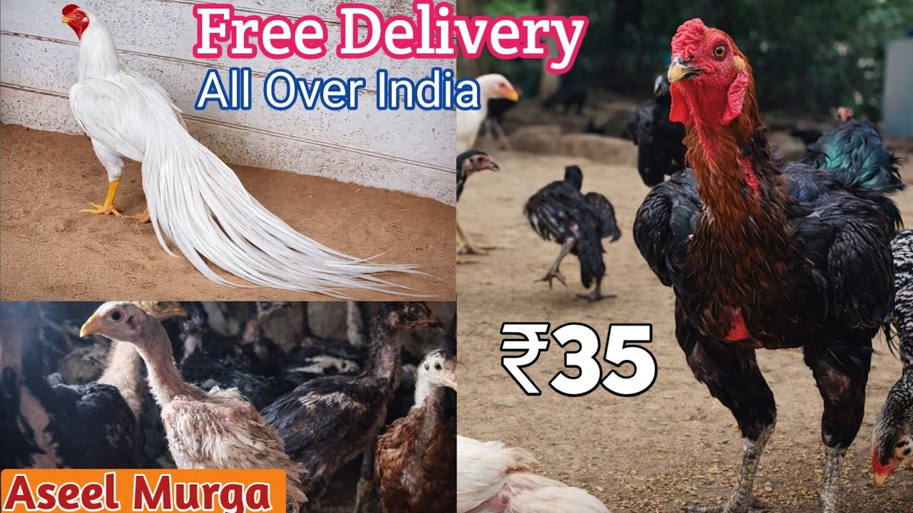 High-Quality Aseel Murga! BIGGEST Supplier 🔥 Wholesale Rate