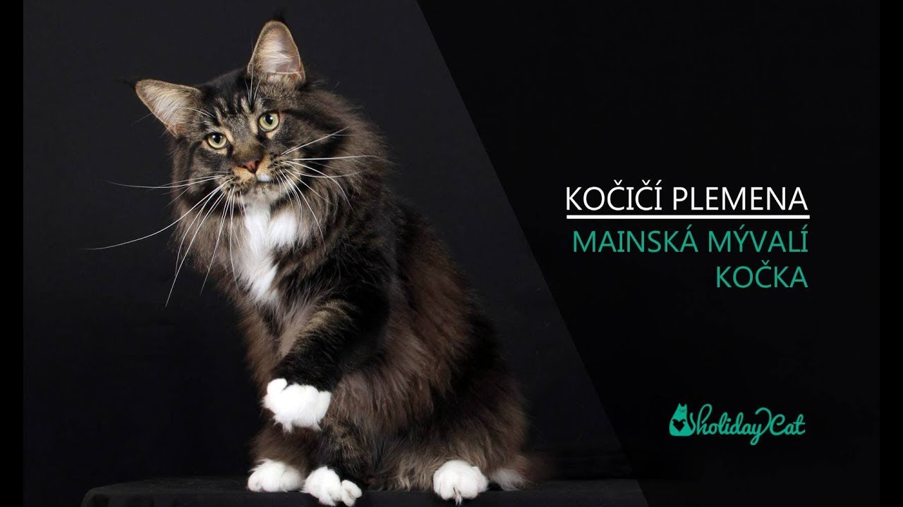 Plemena koček: MAINSKÁ MÝVALÍ KOČKA (reportáž)