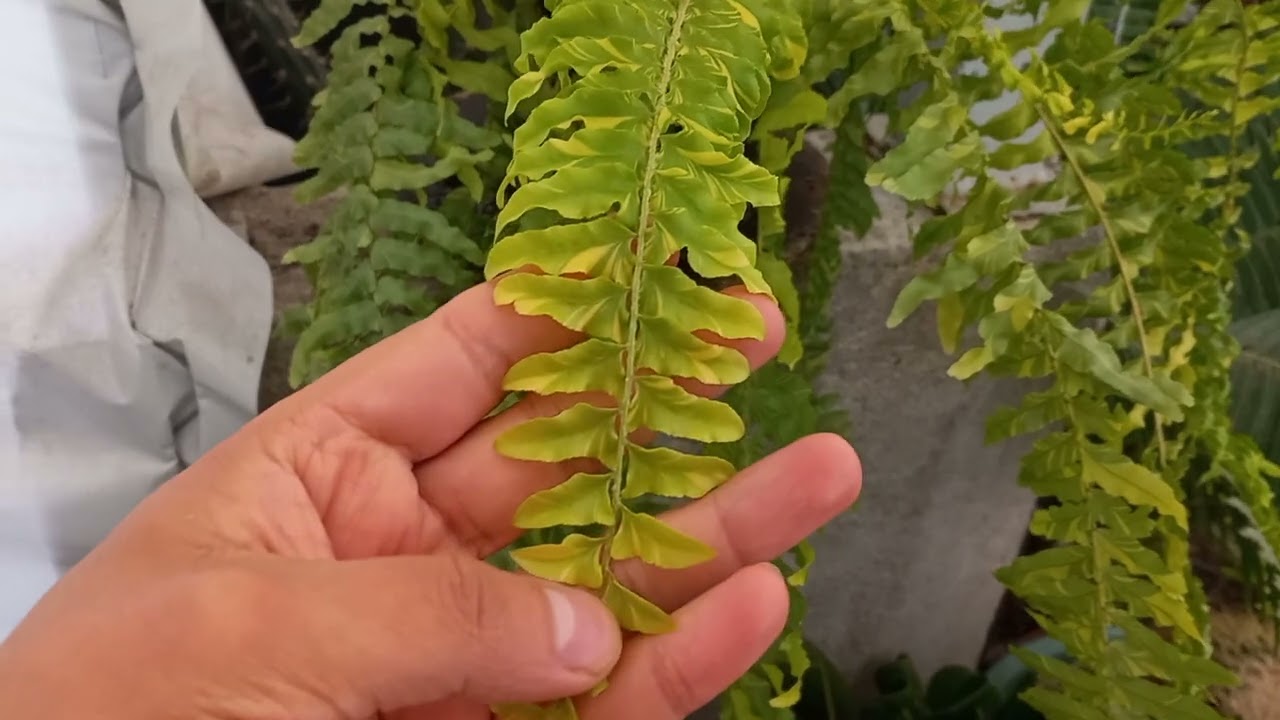 Helecho Boston Tiger (Variegado) Cuidados