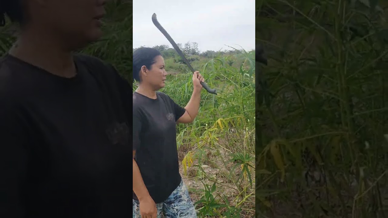 @ perawatan pucuk ubi tirai agar lebat pucuknya.