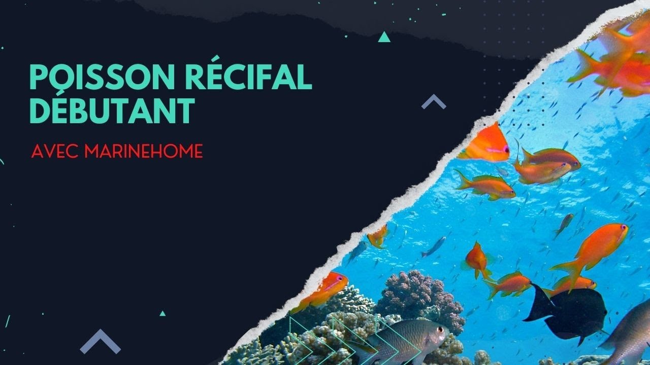 Poisson récifal pour débutant avec @marinehome69