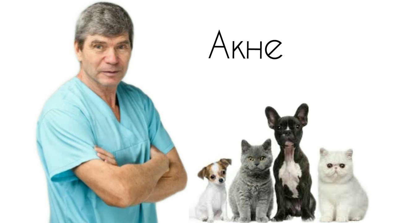 Черные точки у животных//АКНЕ