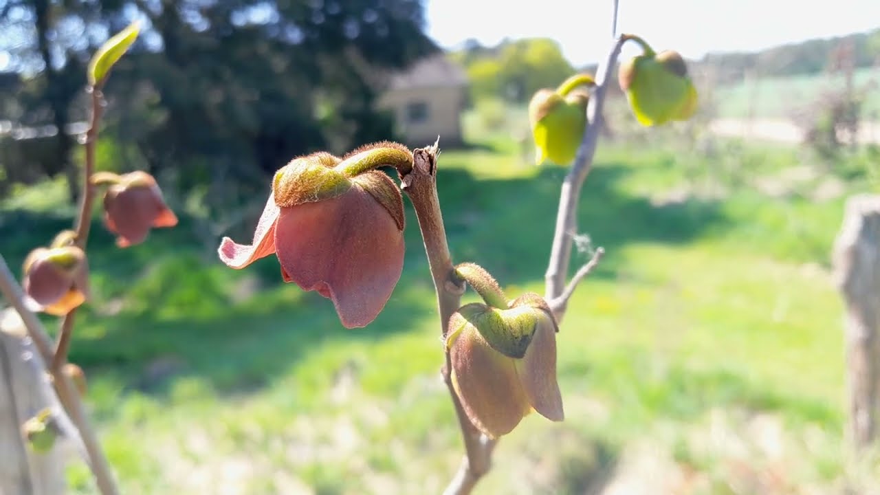 Pawpaw in bloei! En uitleg over rassen en bloemen. top5 lekkerste fruit!!