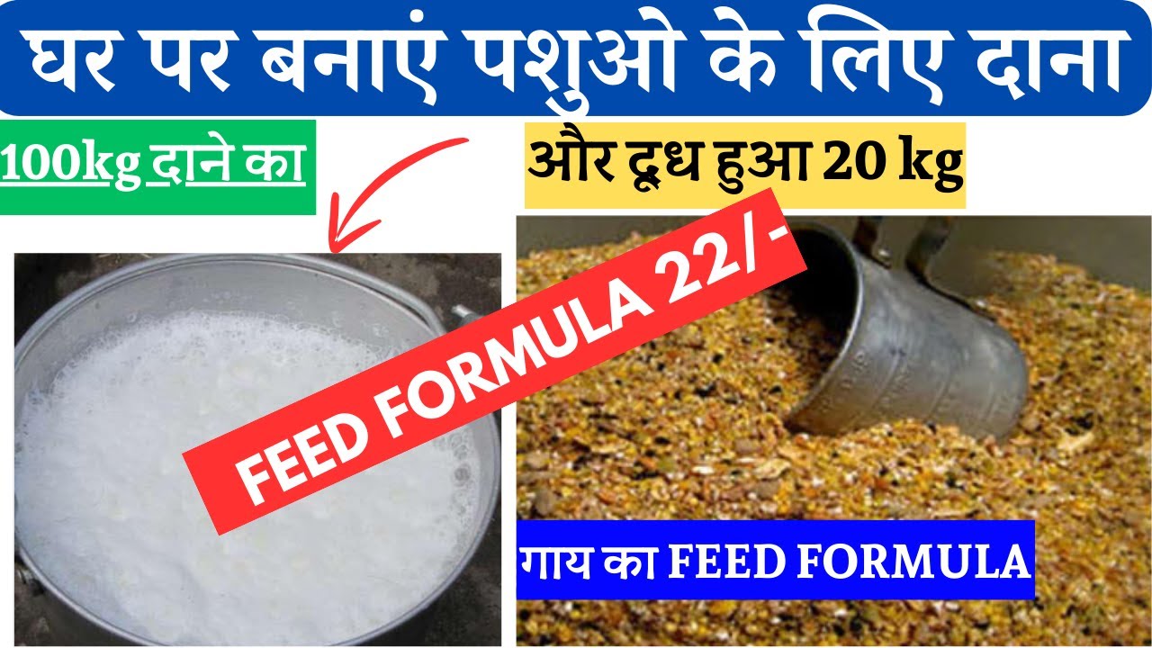 घर पर बनाएं पशुओ के लिए दाना | FEED FORMULA मात्र 22/- और दूध 20Kg | #dairy @Dr Charandeep