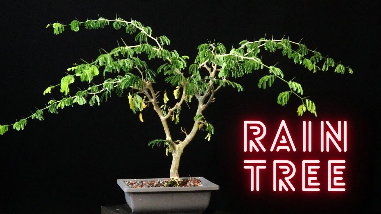 Brazilian Rain Tree. First tree pruned February 24th then an update. The rest a light prune.