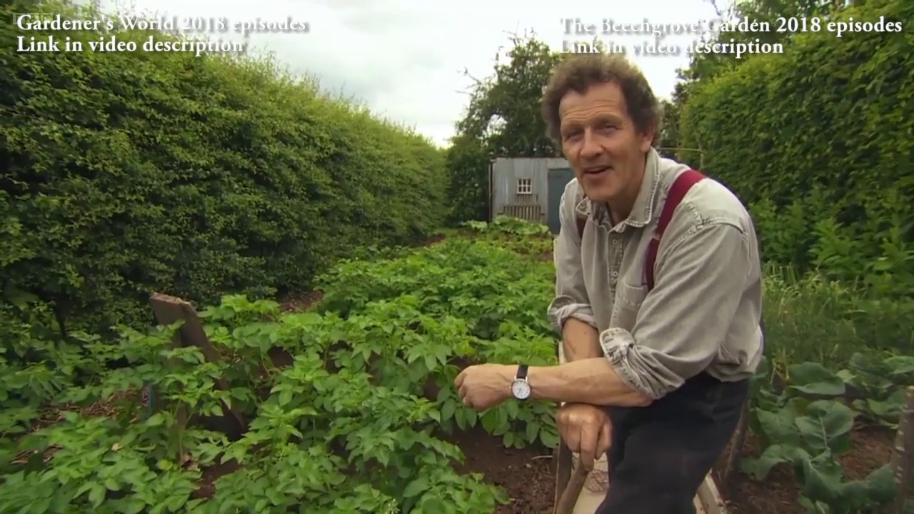 Gardening Advice episode 15 - Harvesting garlic and Garlic Rust