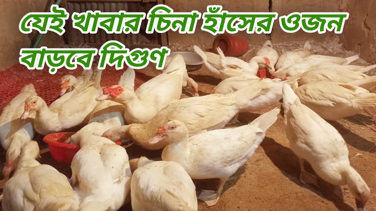 যেই খাবারে চিনা হাঁসের ওজন বাড়বে দিগুণ এবং ডিম পাড়বে ১০০%|| চিনা হাঁস পালন পদ্ধতি।