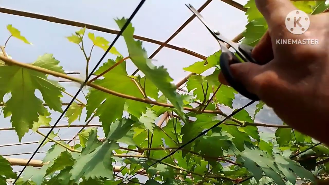 pemangkasan tunas air,sulur dan pembatasan cabang tersier anggur supaya pertumbuhan sama rata