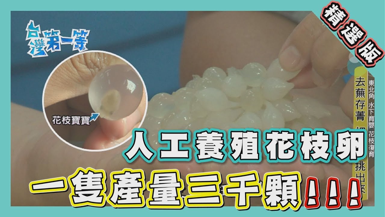 台灣第一等【人工養殖花枝寶寶 手臂長花枝壽命僅一年/ 海膽肉眼看不出性別 繁殖配對靠運氣】_精選特輯