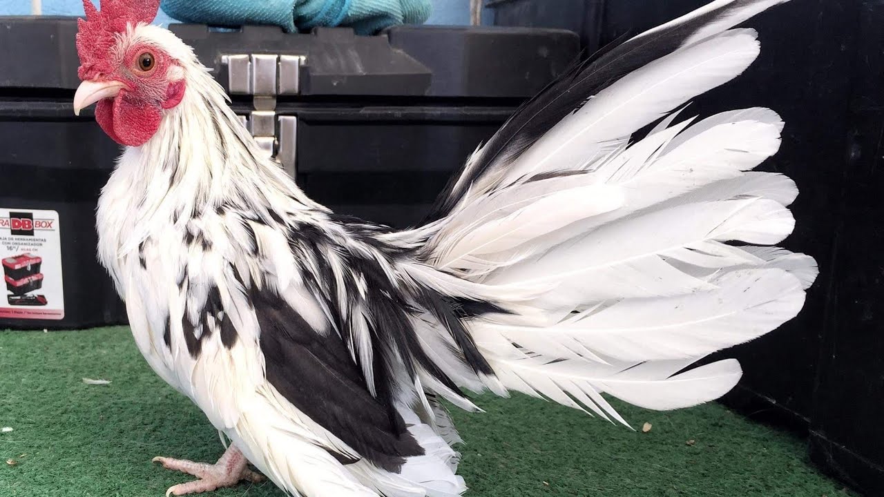 retoque a los Gallitos Miniatura || KIKIRIKIS