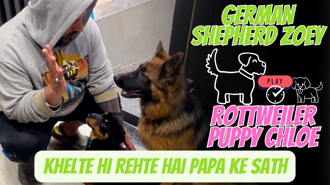 Zoey Chloe Ya Phir Chloe Zoey Dono Ki Hui Jamkar Khichai. #dogs  #dogtraining #namitaology