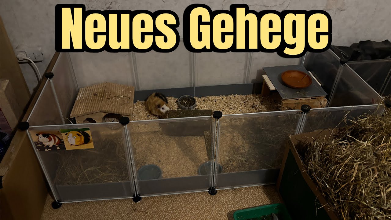 Neues Gehege für Cookie & Keks | Die Böcke