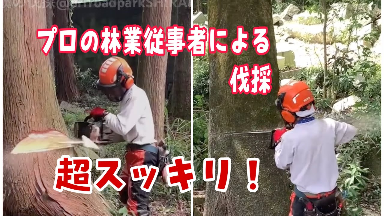 超スッキリ！プロの林業従事者による伐採