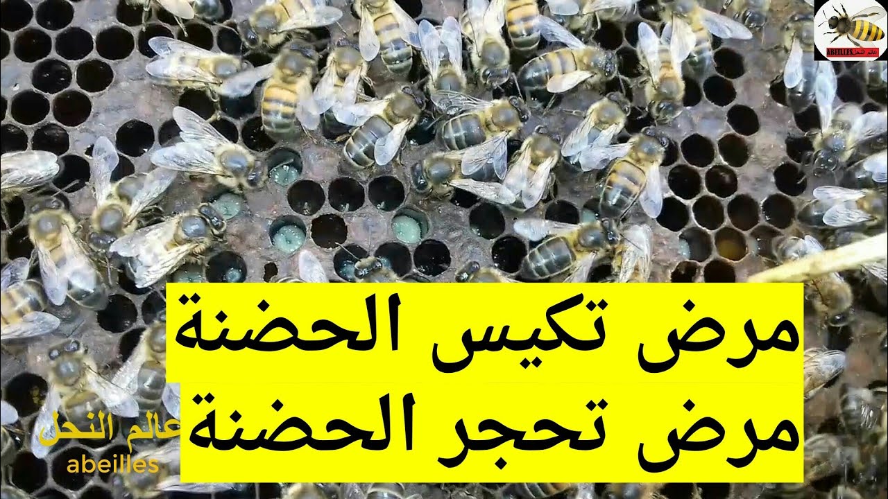stone brood bee /أمراض النحل تكيس الحضنة و تحجر الحضنة الحلول و العلاج