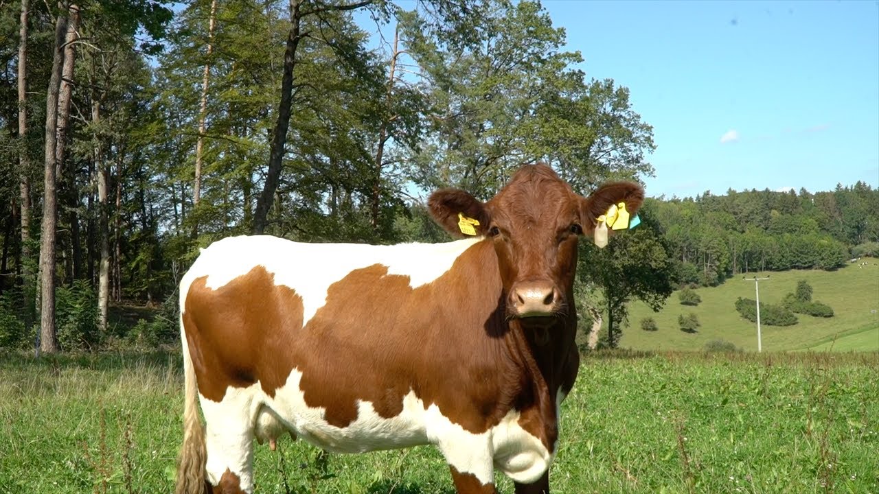 Echter Beefgenuss aus der Oberpfalz &ndash; Nachhaltig. Regional. Aromatisch. 🐂🌿 | Oberpfalz-Beef.de