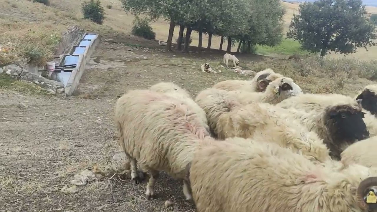 TOKAT ERBAA AKÇA KÖYU GÖLPARA