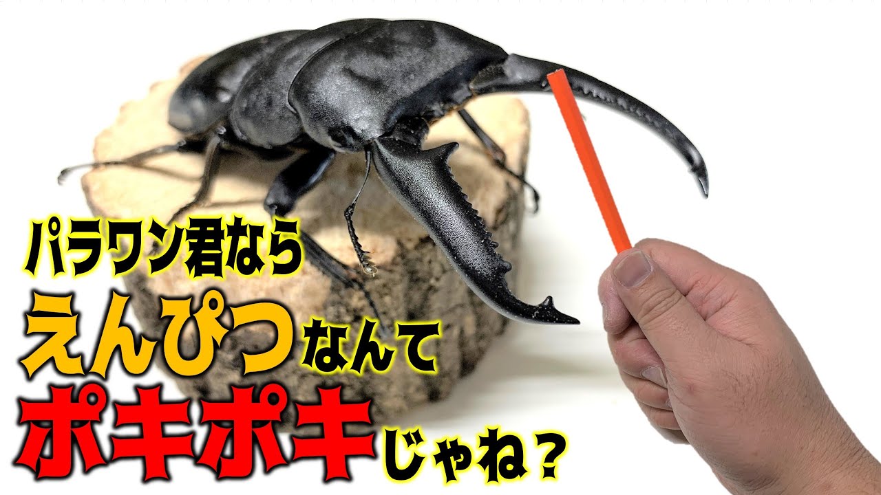 世界最強クワガタのアゴの力はハンパない？検証してみたら想定外の結果に（くろねこチャンネル）