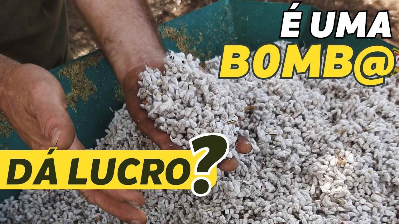 SILAGEM DE CAROÇO DE ALGODÃO
