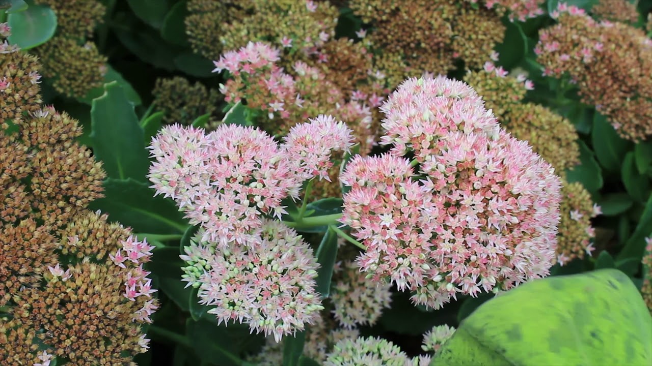 Plant Profile: Tall Sedum