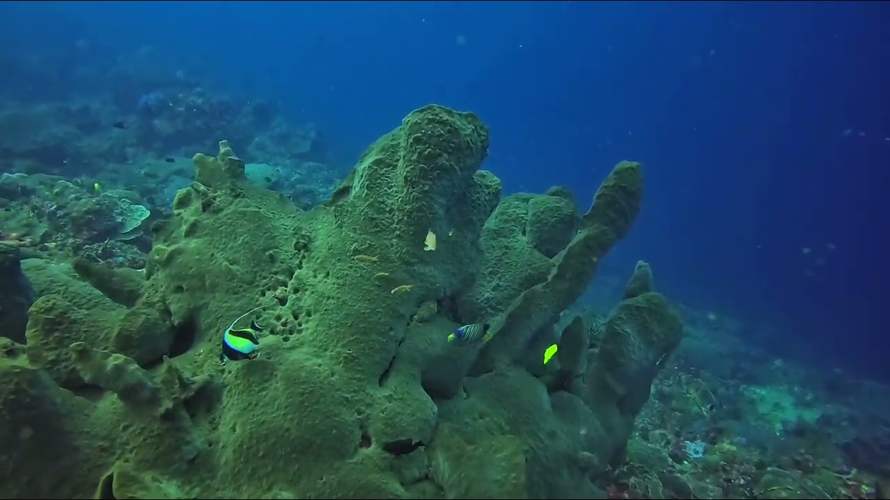 Rybki z Nusa Penida