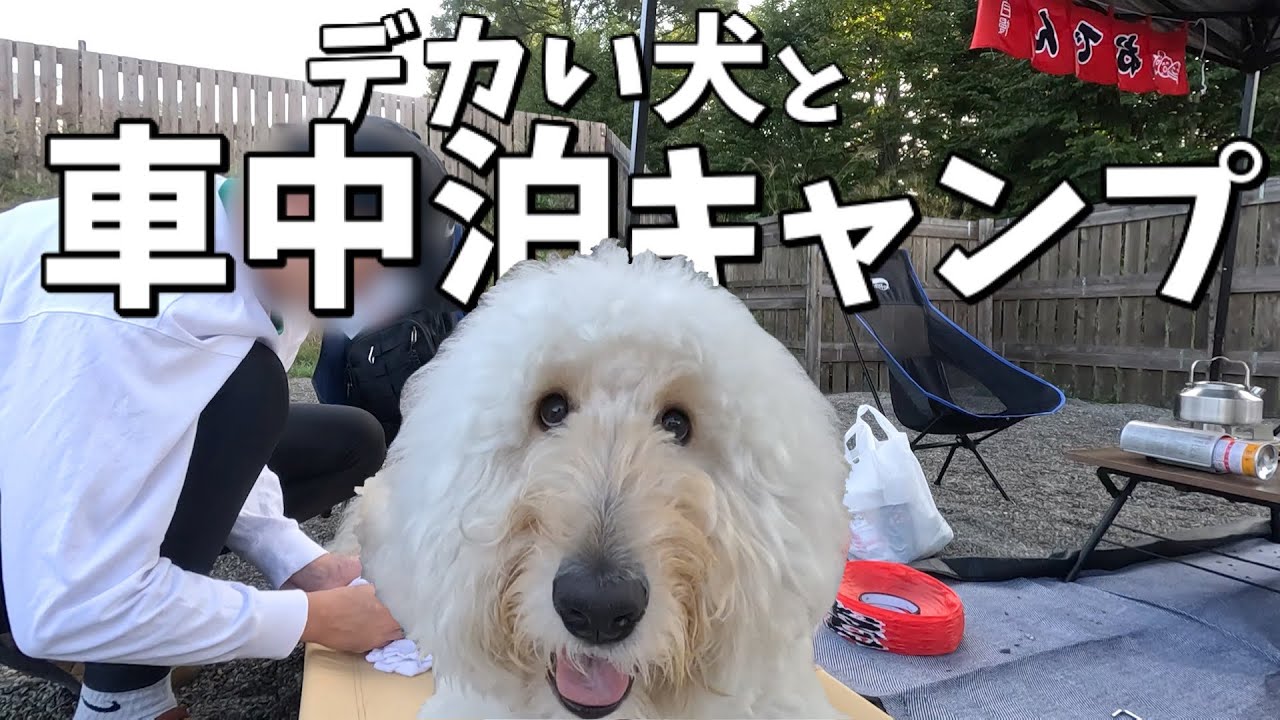 デカい犬連れて車中泊キャンプしたら楽しすぎました。in岐阜