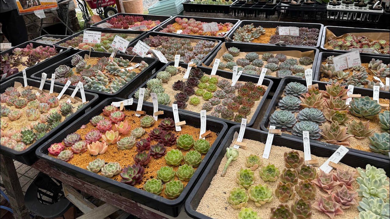 Vivero en Jap&oacute;n 🇯🇵 comprando suculentas 🥰😍