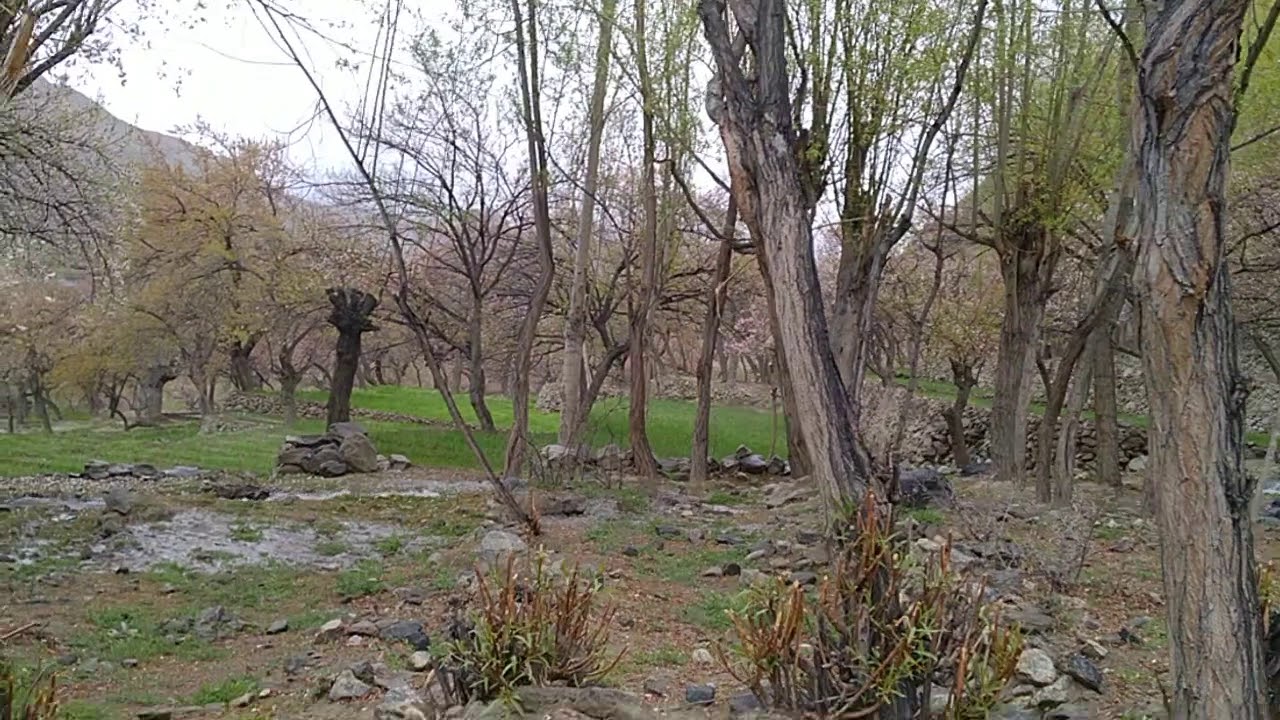 Tholdi balti yul