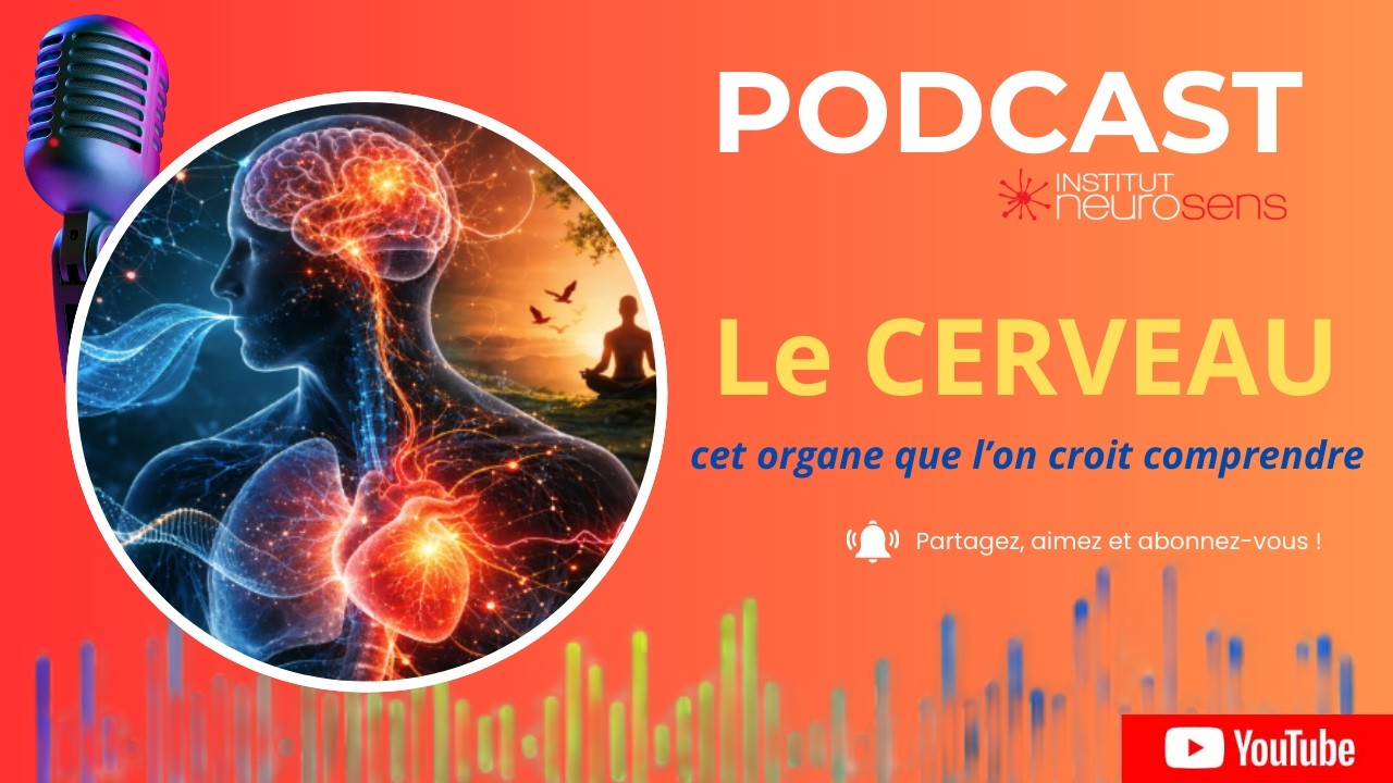 Le cerveau cet organe que l'on croit comprendre.