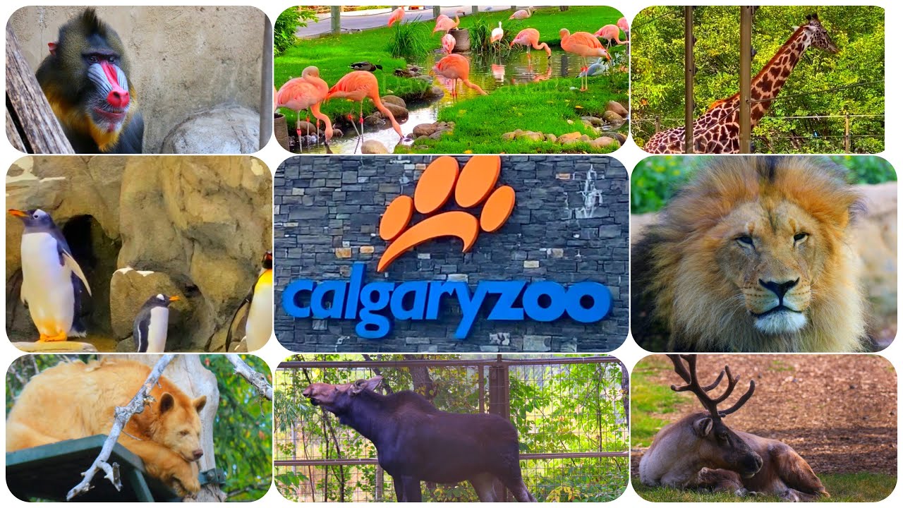 Calgary Zoo Canada|| Summer trip 2020|| Prehistoric park||Calgary zoo animals|| Days in Canada