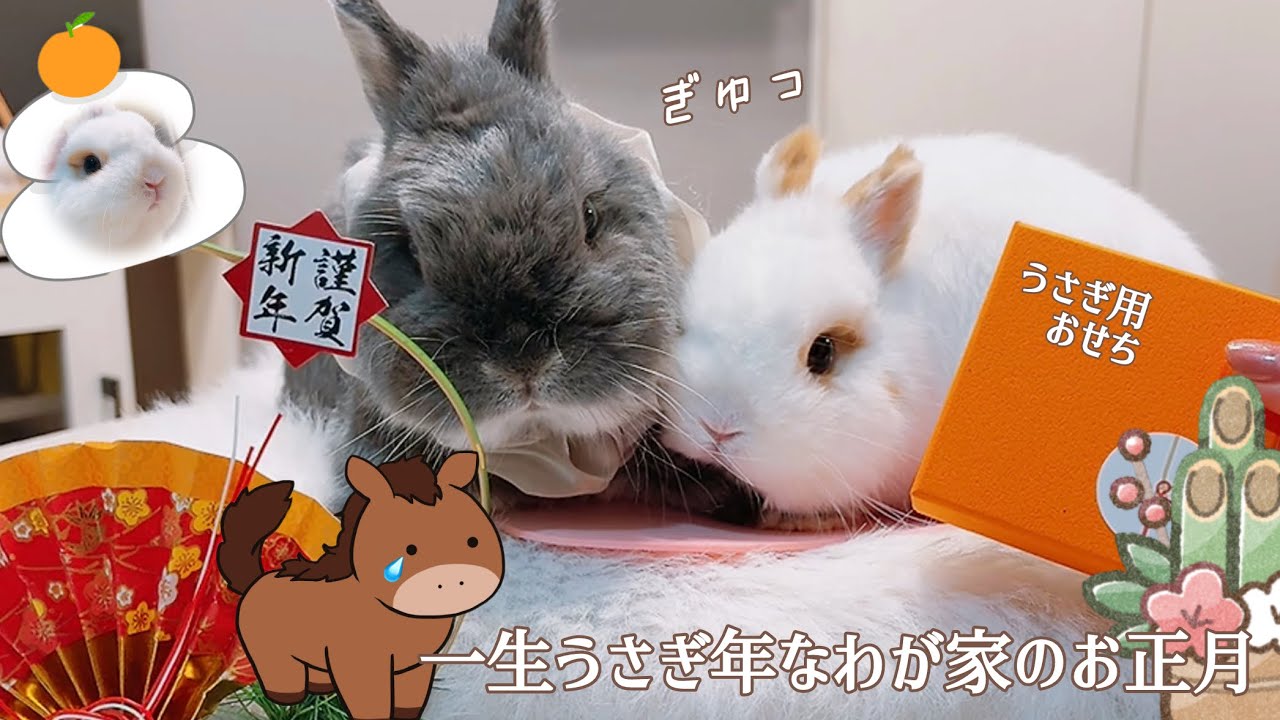 うま年は来ません。一生うさぎ年なわが家のお正月🎍🐰 | うさぎ用おせち
