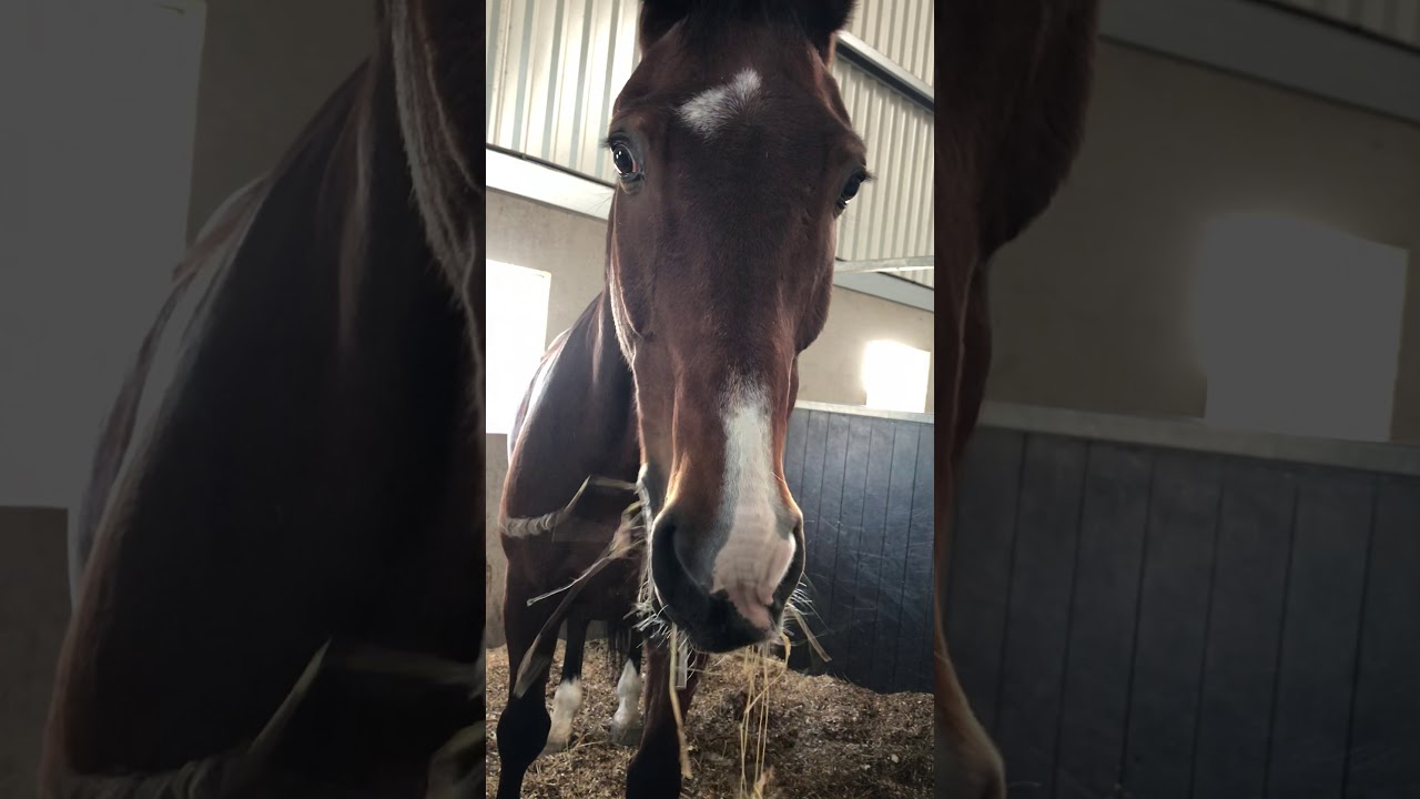 hooi voeren op Manege Hillegom