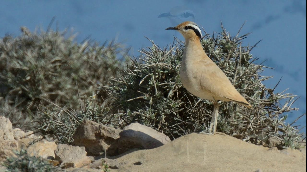 Bildershow_Fuerteventura_Vögel im Süden der Insel