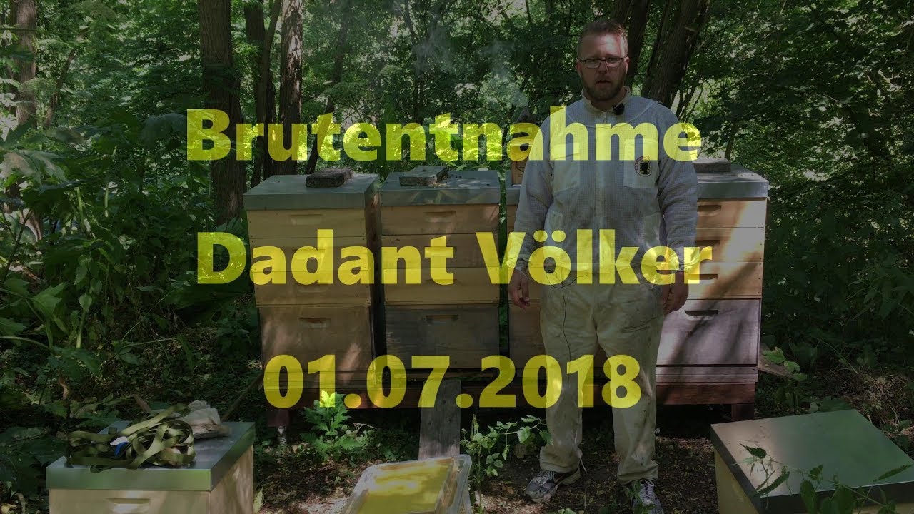 Brutentnahme Dadant 01.07.2018 *4K*